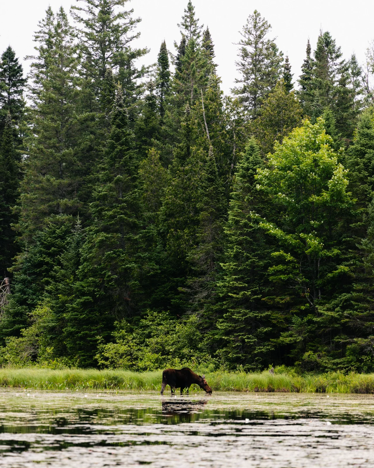 A moose drinking at the edge of a lily-covered pond below tall spruce in Algonquin Park