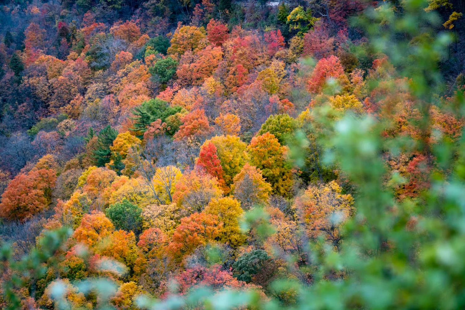A hillside of red, orange and gold autumn maples in Algonquin Provincial Park, Ontario